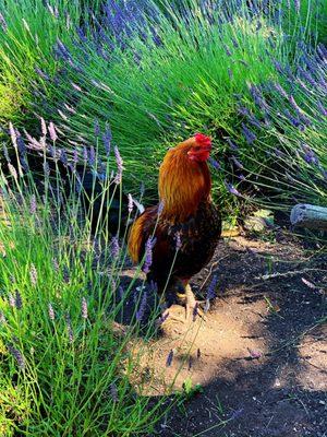 A friend at the farm