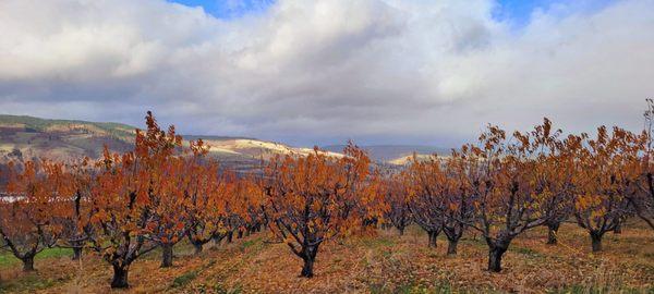 Orchards in the fall