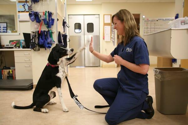 Our staff works hard to make sure your pet's visit is fun and as low-stress as possible :)