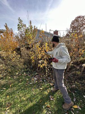 Goat mowing, Champaign county landscaping maintenance mowing, edging trimming makeover