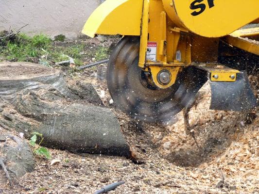 Stump grinding a removed tree stump.