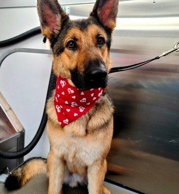 German shepards are notorious shedders, ask us about our deFURminator tool!