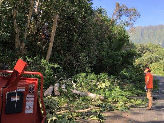 Finishing up a small albizia removal in kahaluu