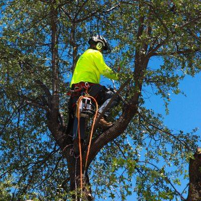 Tree Trimming