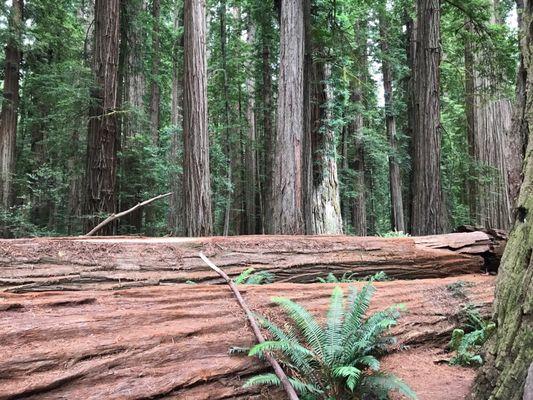 A hike through the redwoods was part of the day!