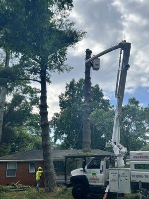 Ash Professional Tree Services!