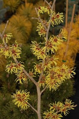 Witch Hazel 'Wisley Supreme'