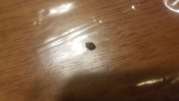 Bed bug captured in plastic bag found in bedroom 09/02/2019