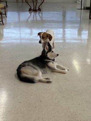 Luna and Luna relaxing having a great time