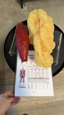 Difference between 5 lb of muscles and 5 lb of fat