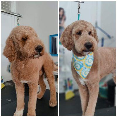 Teddy bear cut at the pawsitive salon