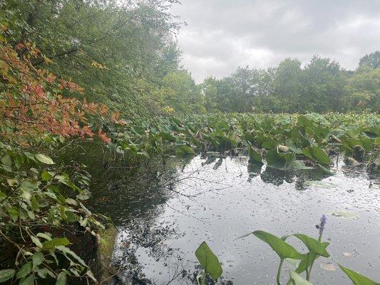 Loved this mini Pond