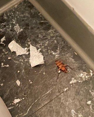 Roaches in the bathroom