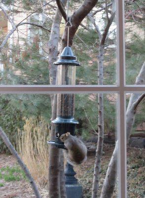 My Squirrel Buster Plus doing its job.  You can hang around, but you can't eat, ha!