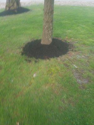 This is a mulching job that we did on a tree