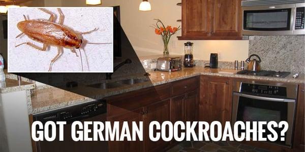 german cockroach pest control