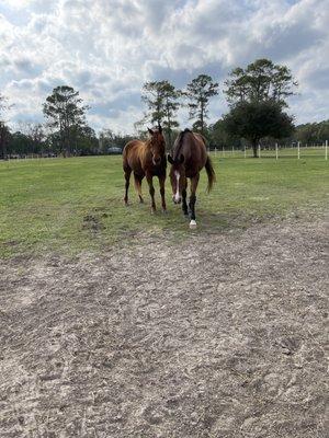 Tana and a buddy looking for carrots. 
 Much care goes into herd dynamics so that all horses are safe and comfortable.