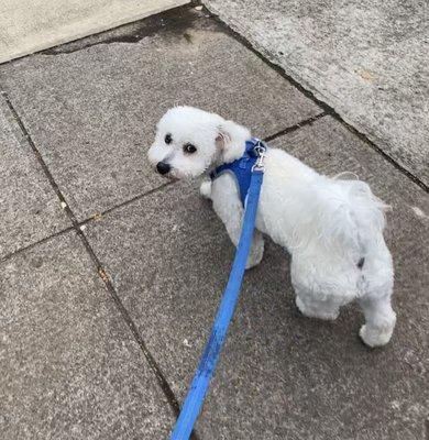 Little Desi is just never really sure if he wants to go for that walk, or just sit by his window on my lap while getting tons of pets!