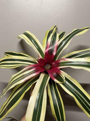 Bromeliads