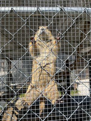 They have prairie dogs!