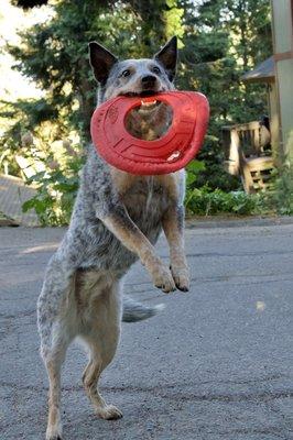 Playing frisbee. Shot this just as she caught it. #actionphotography #animalphotography