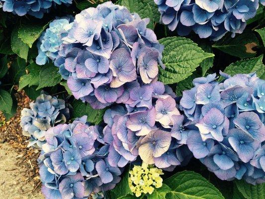 Hydrangea