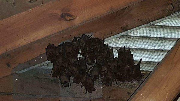 Bats in the attic