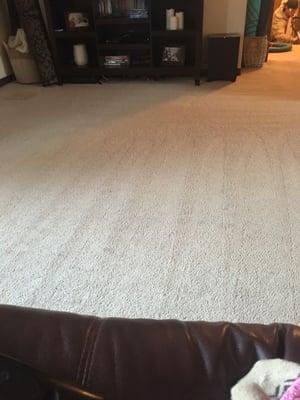 My carpets where bad though I clean them myself regularly they did amazing and I'd have them do it again too!!! Awesome service