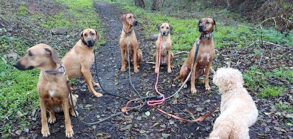 The Ridgeback pack