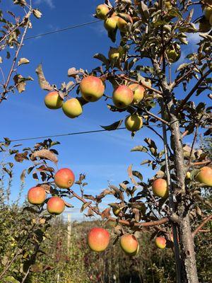 Sweetland Orchard