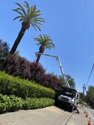 Cleaning up 2 Canary Date palms! We do all Palms