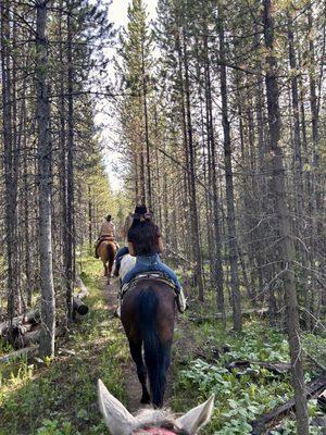 Riding through a field of Lodgepole Pines