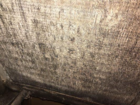 This is more mold mildew etc inside the air handler in condo maintained bye tmj