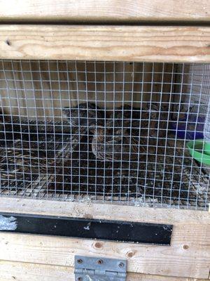 Live Quail for sale.