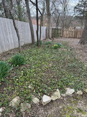 Back bed with plants and ivy that collects a ton of leaves.