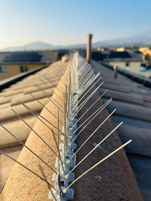 Bird Spikes Installation: Defend your property against unwanted guests.