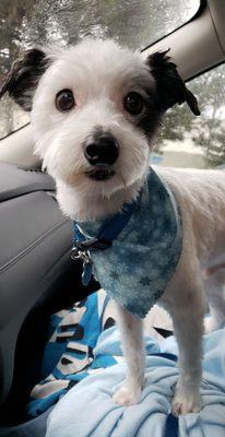 Edgar after his groom with his bandana!