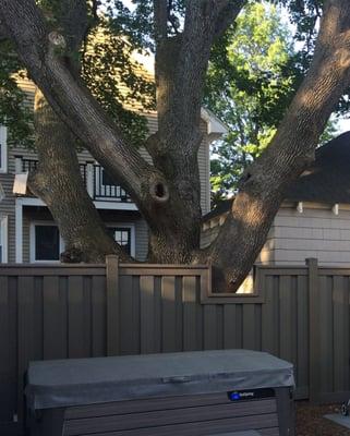 Beautiful handling of a large tree branch.