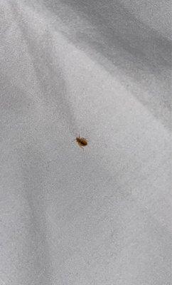 Bed bug