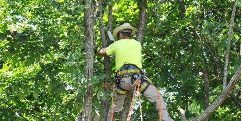 Attaway Tree Service