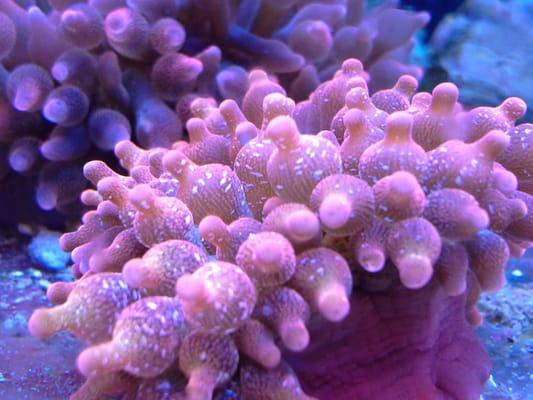 Beautiful Bubble Tip Anemone, Rare and Unusual colors