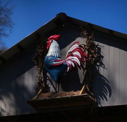 Rooster on the barn