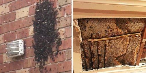 On the right you see a Swarm of Honey Bees, and on the left you see Honeycomb!