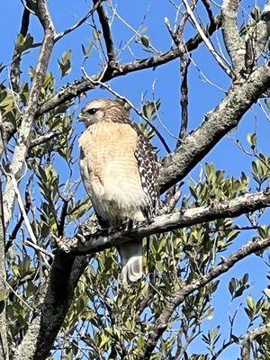 Red shouldered hawk