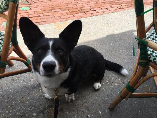 Dog friendly outdoor seating with Main Street view