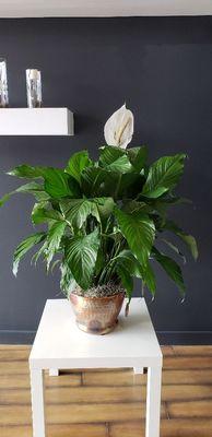 Simple, sleek, beautiful peace lily.