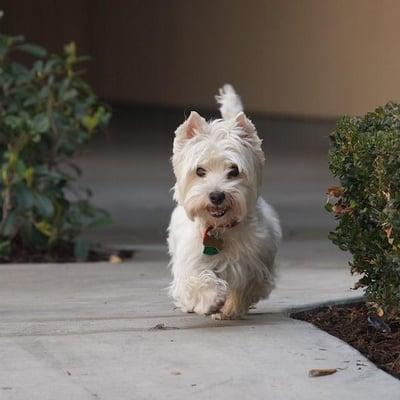 My Westie, Holly. Photo taken by Tom Bicksler.