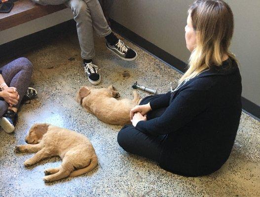 Dr. Rudwell is a puppy whisperer. These cuties were so at home they went right to sleep!