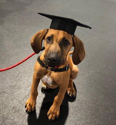 Ryder the Rhodesian Ridgeback Grad 9/22/19