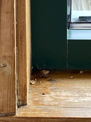 Critters in window ledge at table